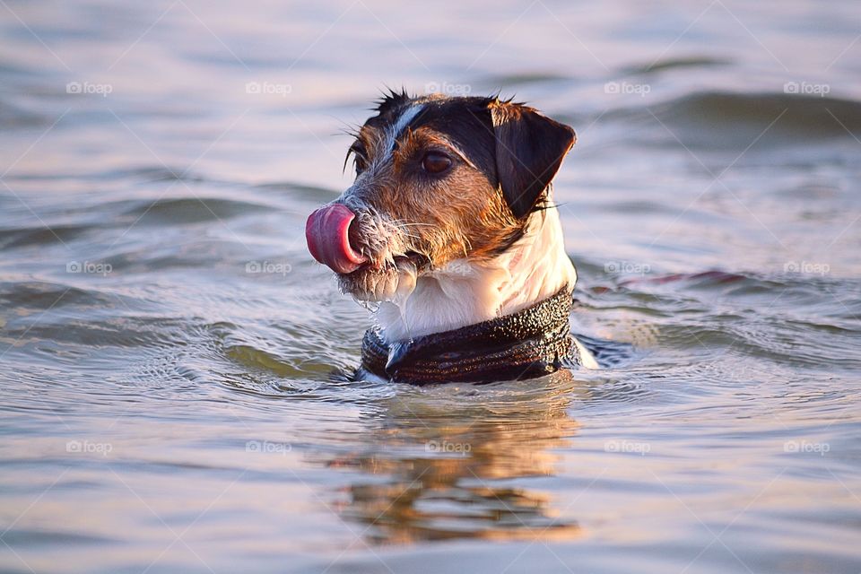 Cute dog. Dog in the ocean