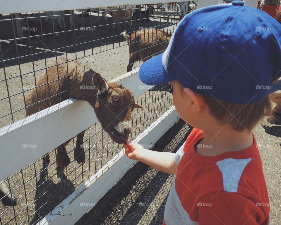 Child feeding petting zoo goat