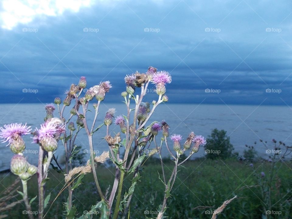 flowers watching the storm roll in 