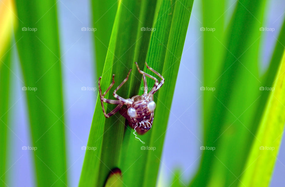 Libelle, Libellenlarve, Teich, Garten