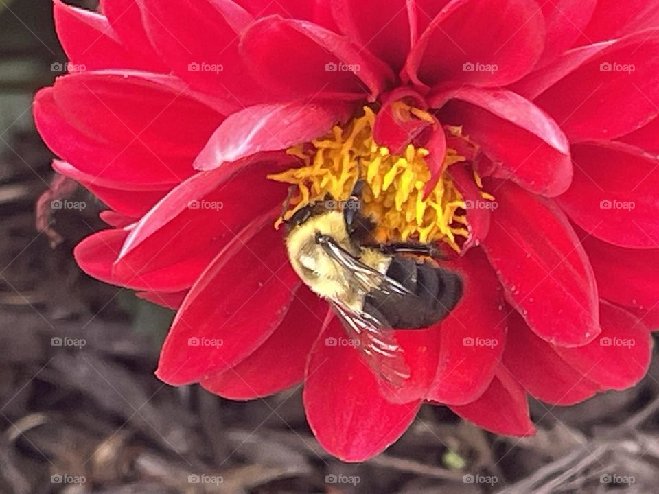 Bee 🐝