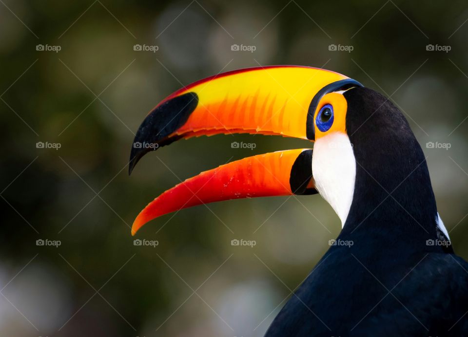 Tucano, ave com enorme bico e se alimenta de frutas, pequenos répteis e filhotes de outras aves, muito comum no Pantanal