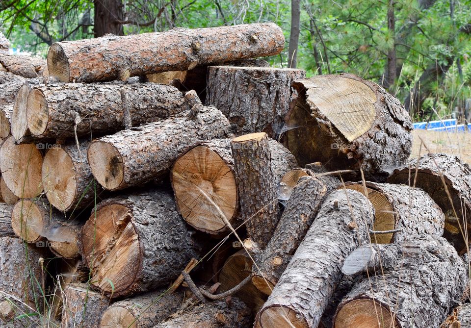 Fresh cut wood in a pile in the Forest 