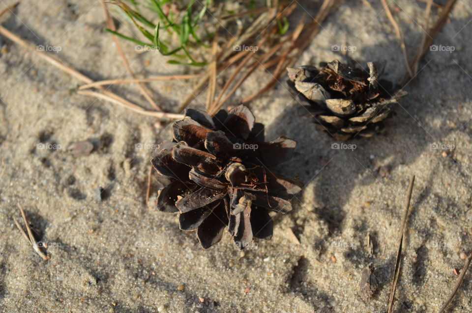 Close-up of pinecone