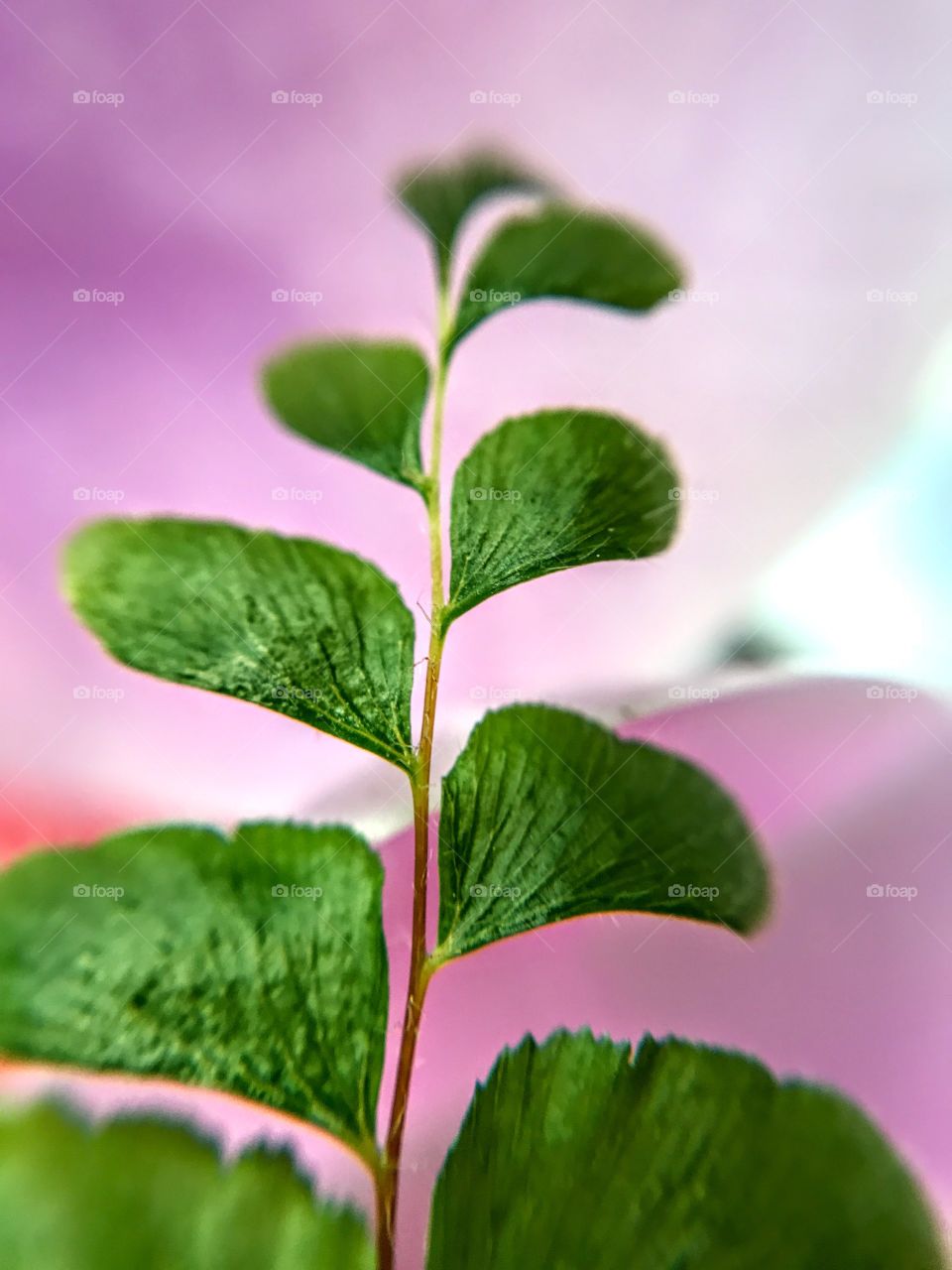 Maidenhair Fern - detail