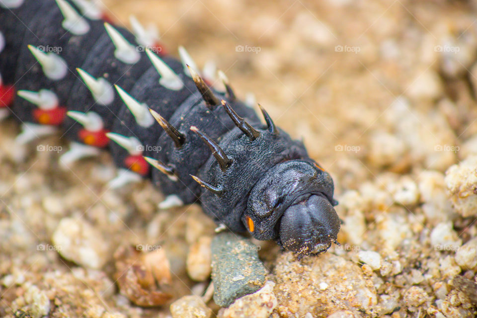 close up of mopani worm