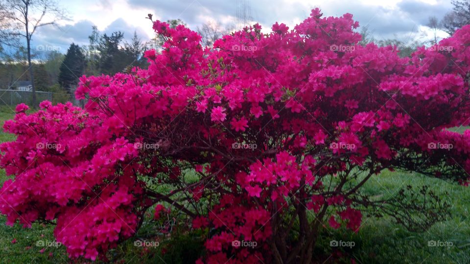 Blooming pink azalea