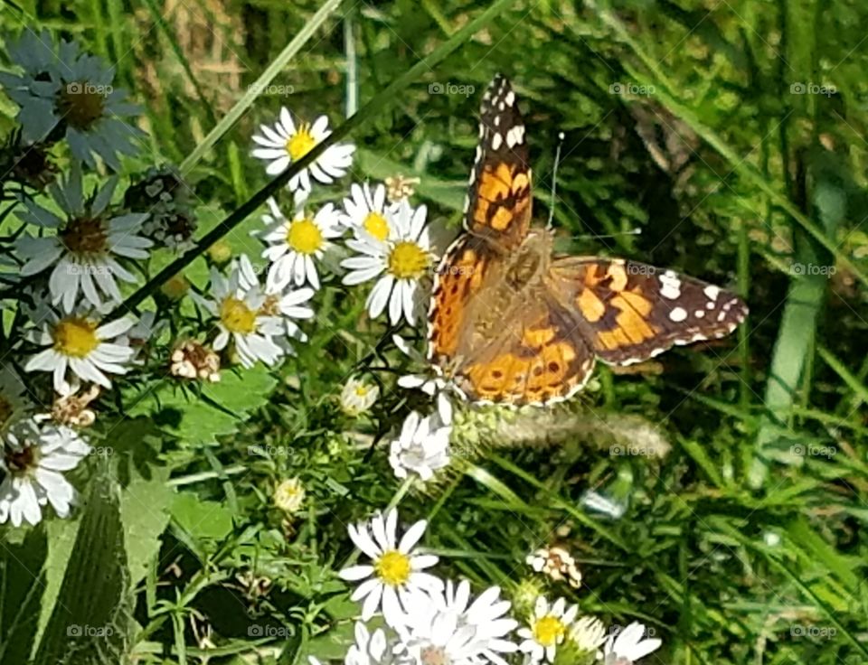 Freedom and open space