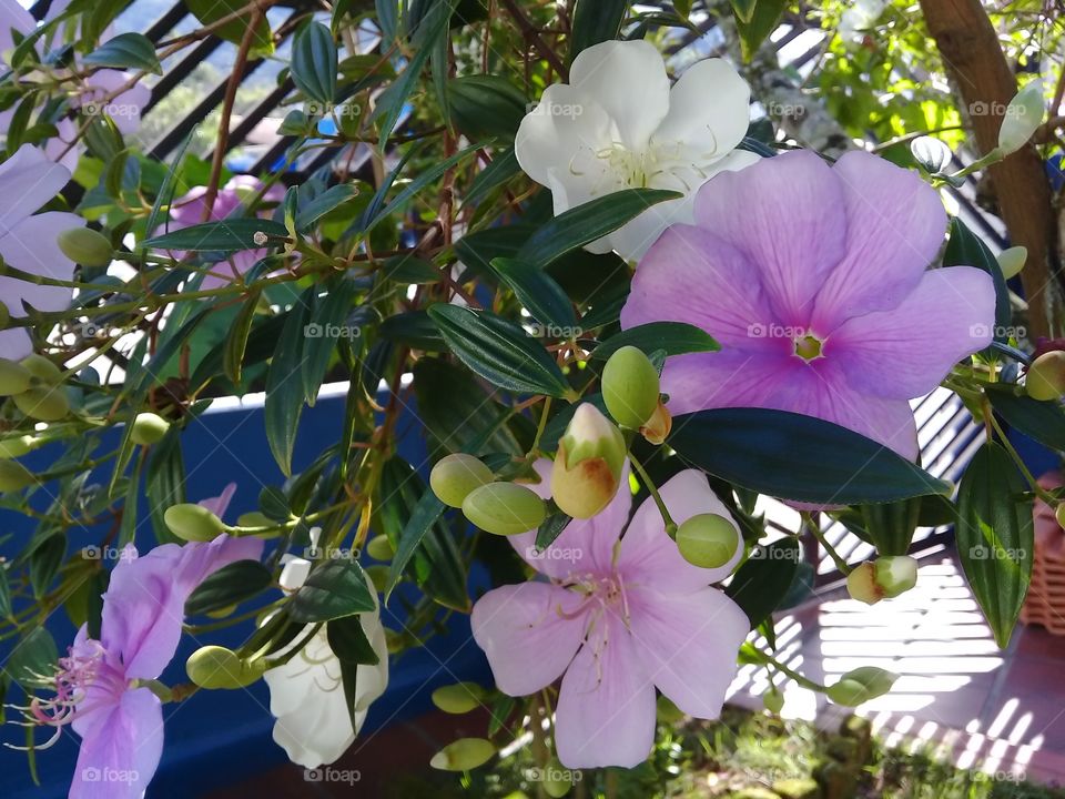 Manaca da serra.  ( tibouchina mutabilis) Tree typical of the Brazilian Atlantic forest . the flowers are Born white,they stay pink and die purple.