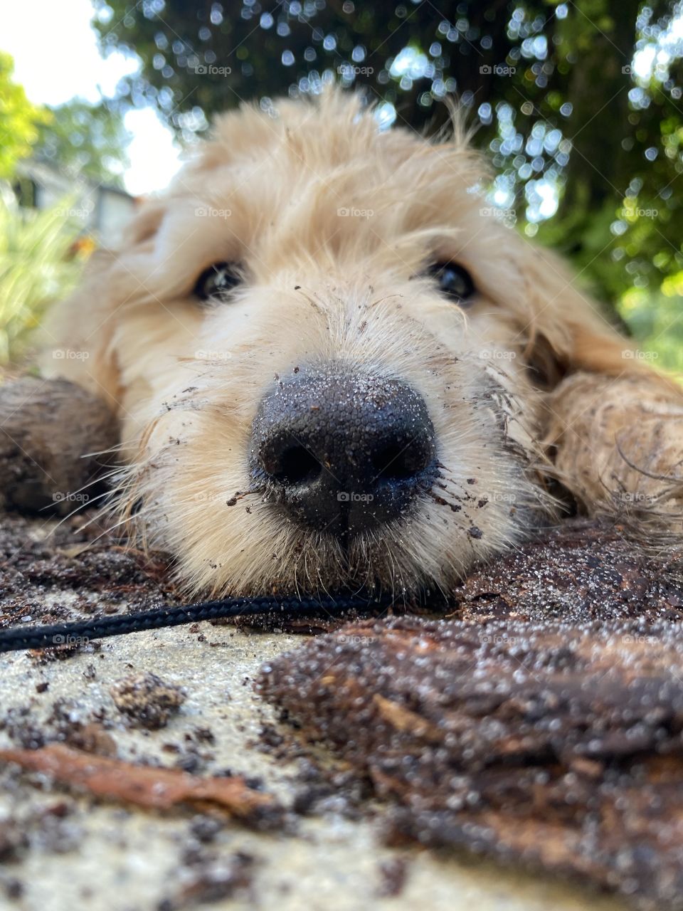 Goldendoodle puppy 