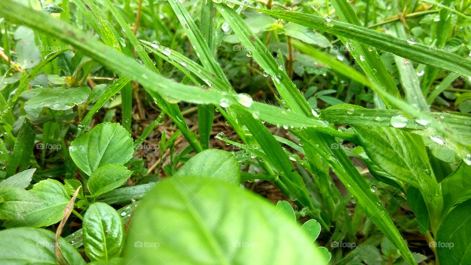 green grass with rain drops
