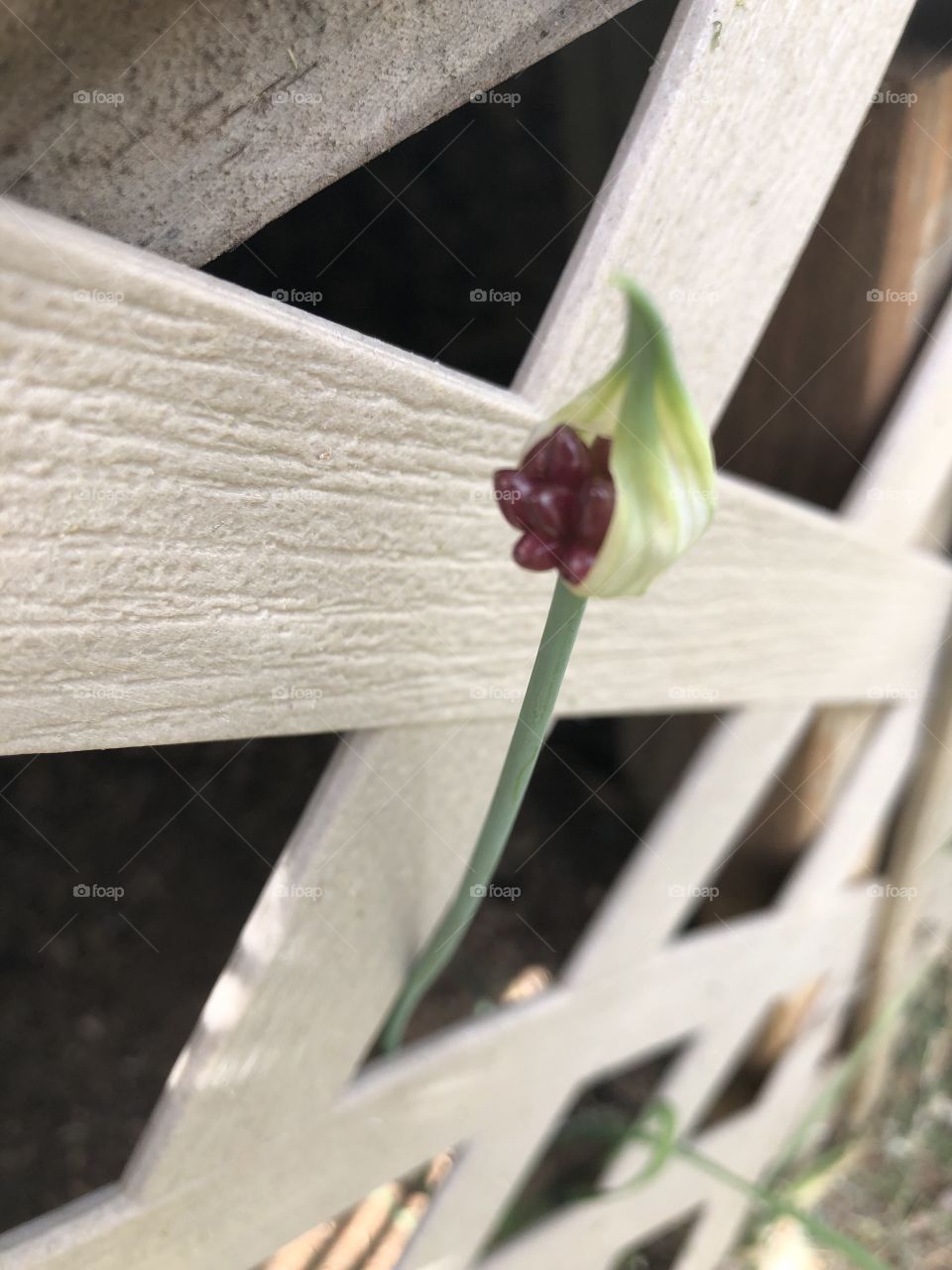 A garlic bloom against a lattice fence. 