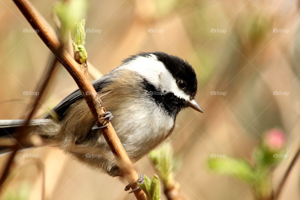 chickadee