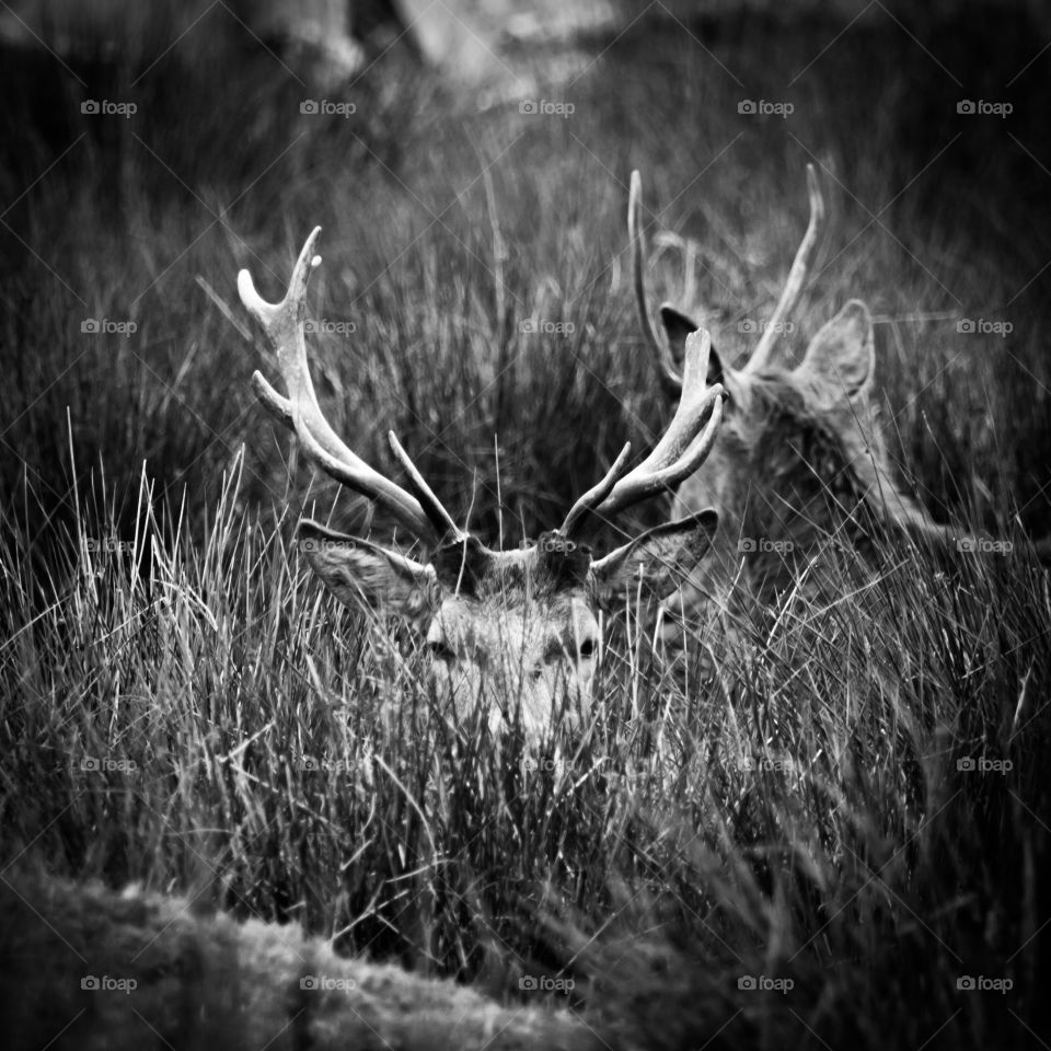 A beautiful deer in the park. Richmond park in London. Sweet animal portrait.