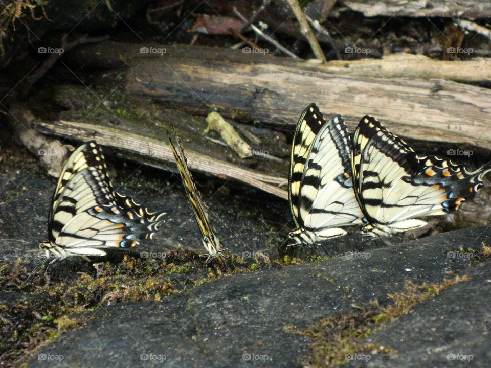 row of butterflies