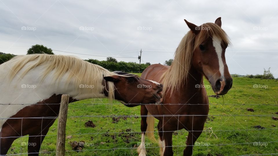 Horses in a grassy field