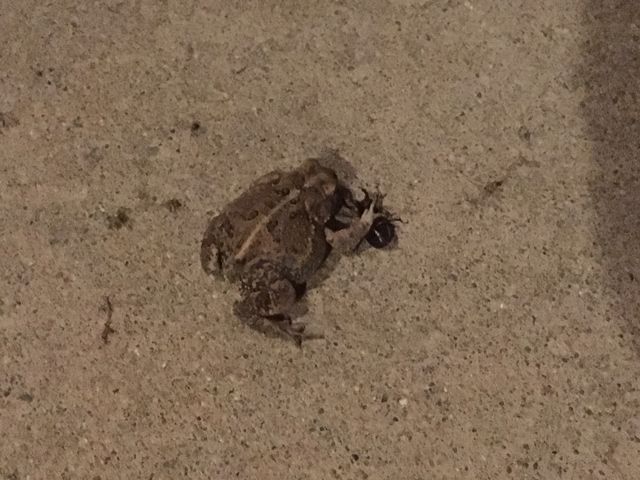 Frog having his Mid Nite snack