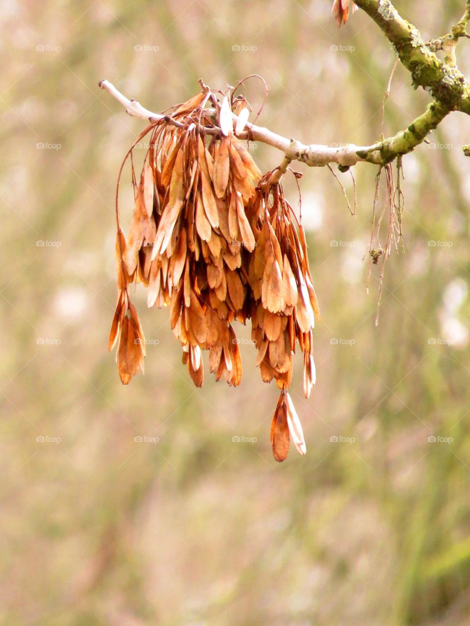 Close-up of dry leaves