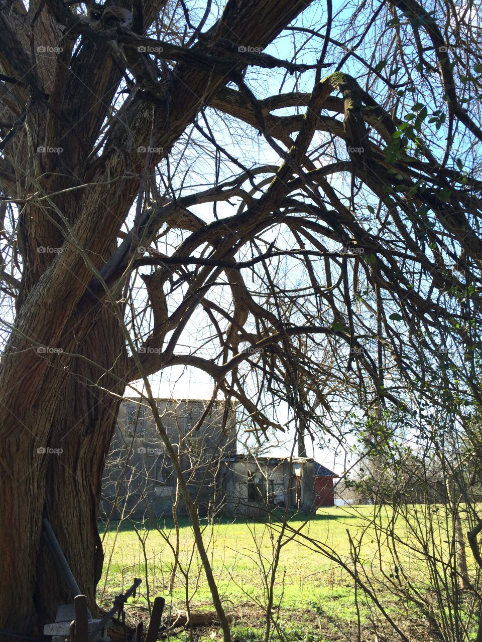 Tree, Wood, Landscape, No Person, Nature