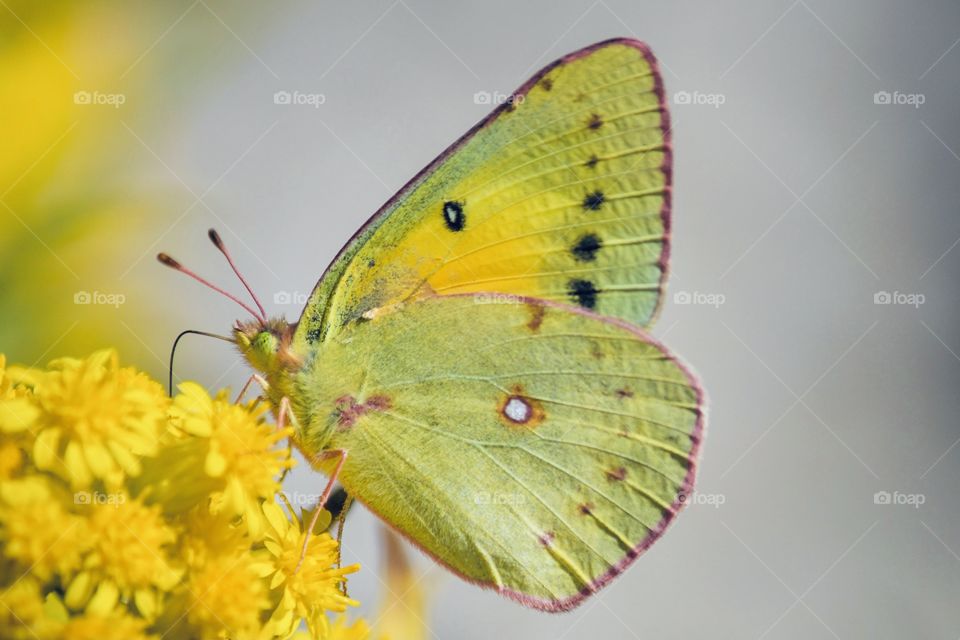 Yellow butterfly on yellow flower 