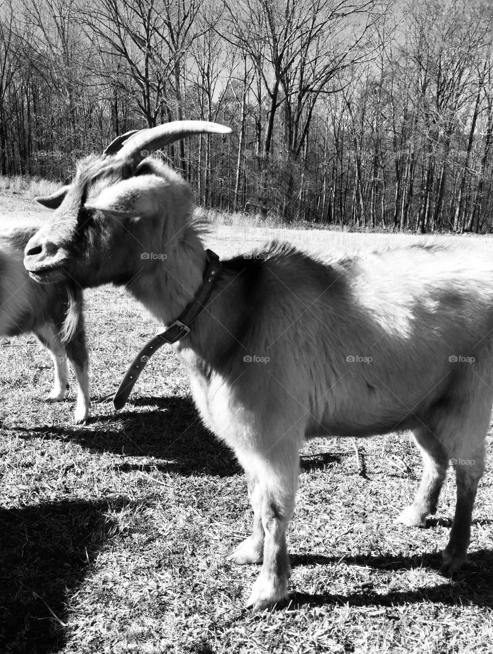 Black and white goat. 