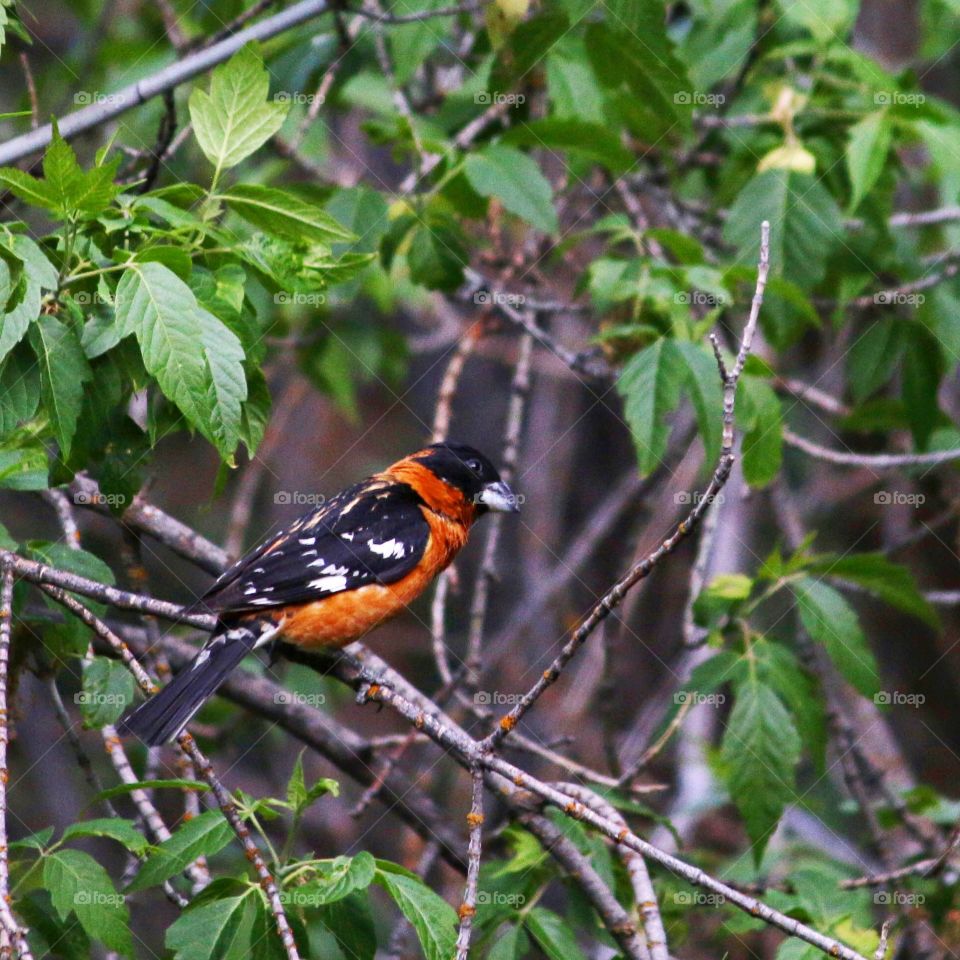 No Person, Bird, Wildlife, Nature, Outdoors