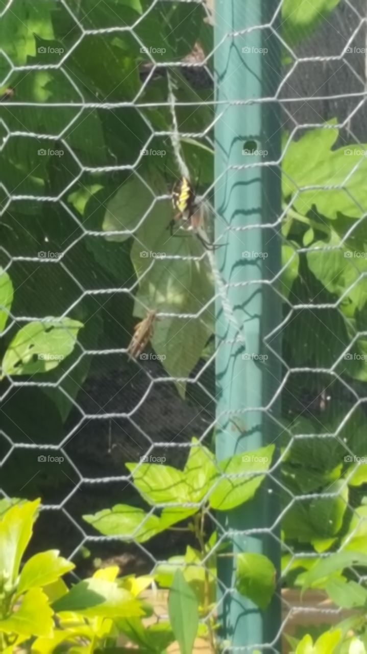 Garden Spider invited a cricket over for dinner. How polite of him.