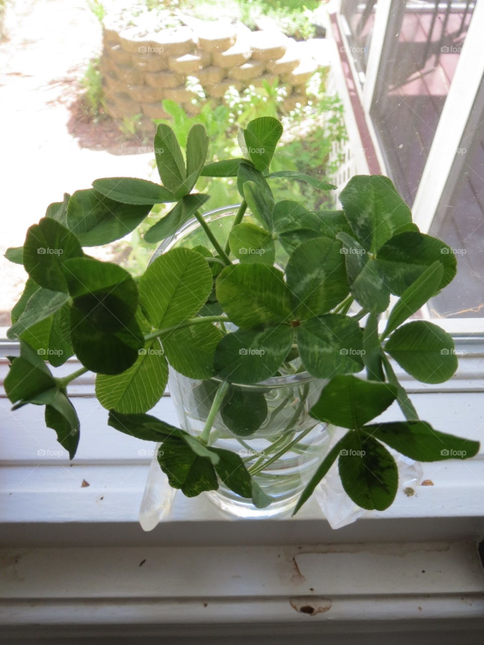 Luck Bouquet. Lucky Four-leaved clover hunt!