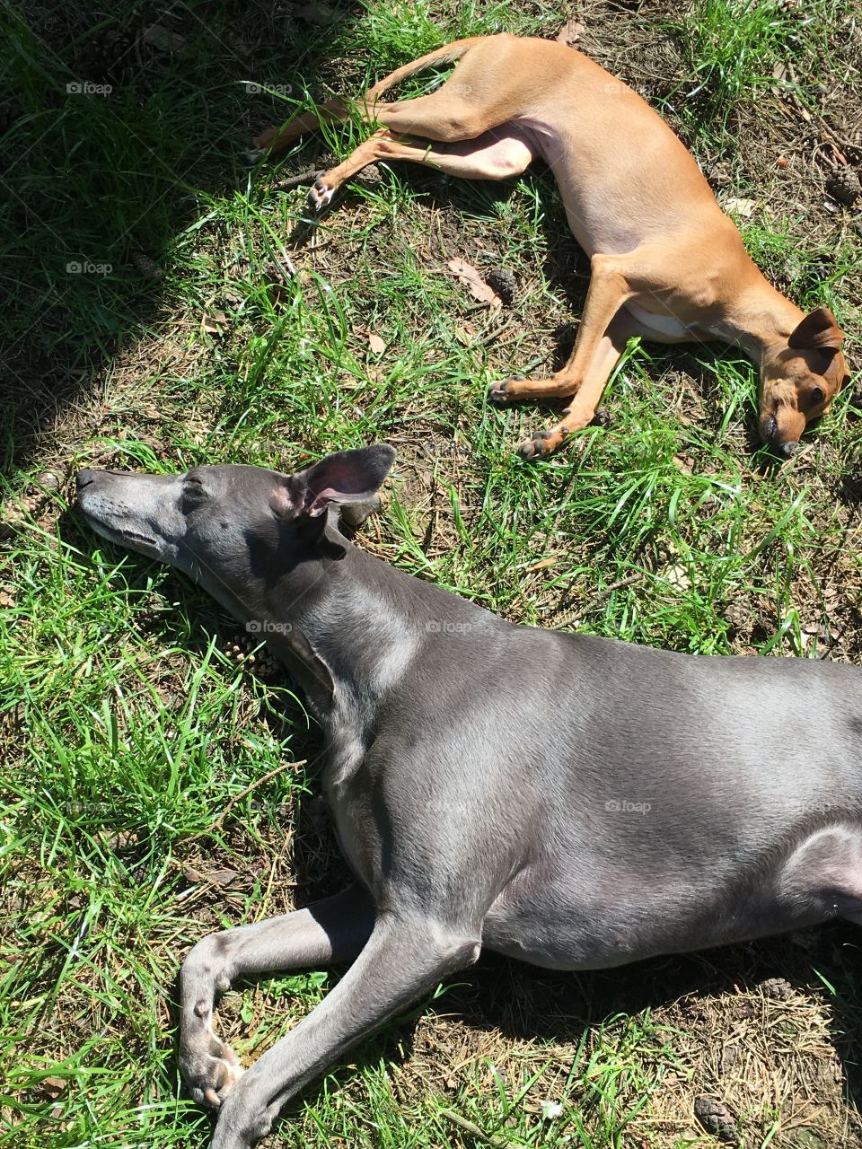 Amber the Italian greyhound and Libby the whippet sunbathing on the lawn under the pine trees asleep