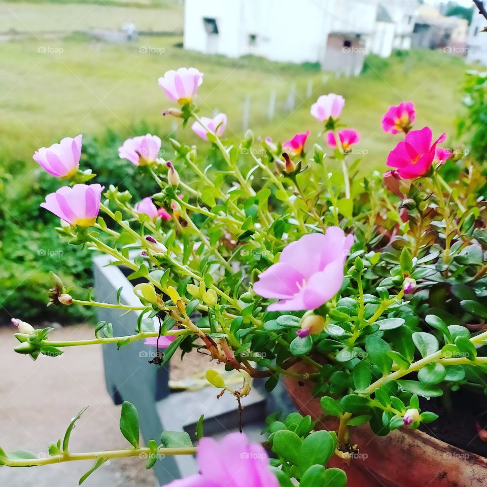 flowers lovers 😍 please like and give me 5⭐ ratings❤😇