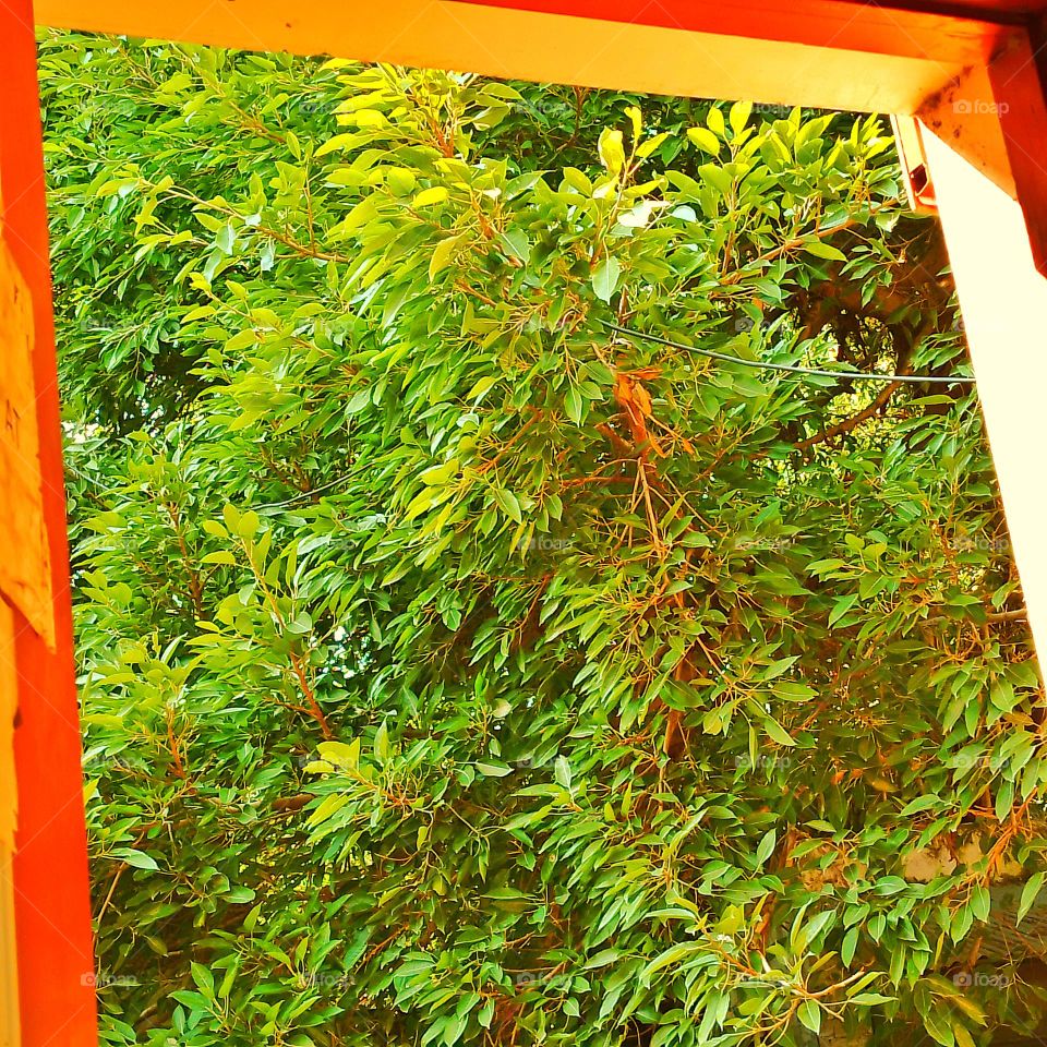 beautiful tree in window