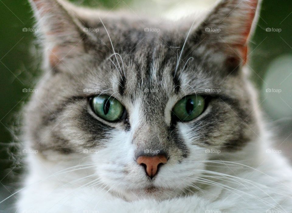 Close-up of tabby cat