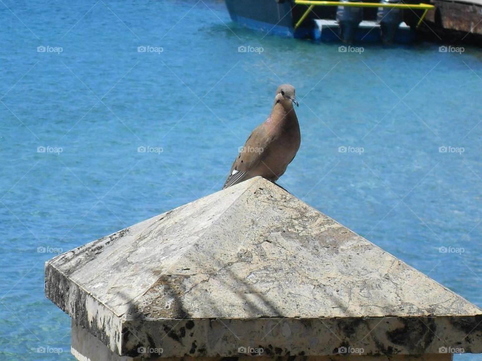 This is from my visit to St. Croix. A beautiful pigeon just asking to be photographed