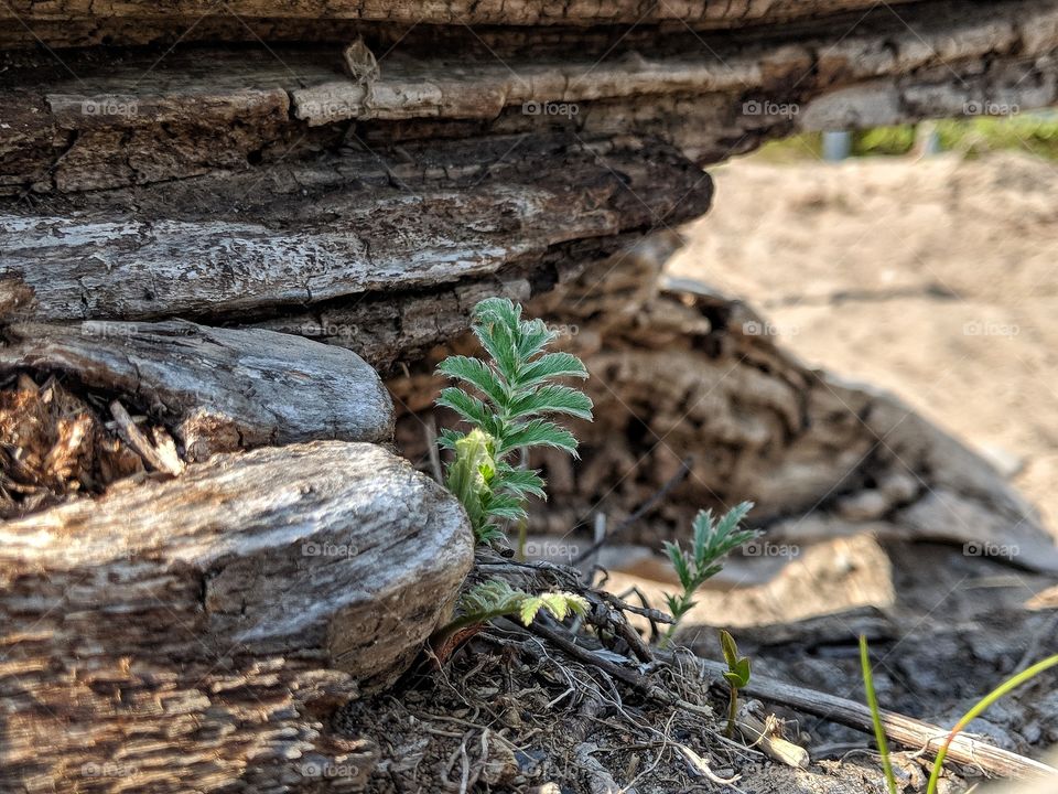 New life beginning in old