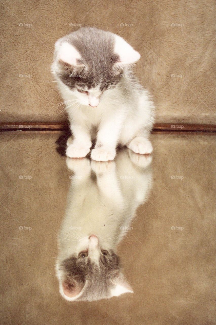 Kitten sitting on a mirror looking at its reflection 