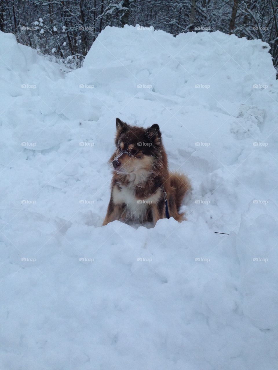 Finnish Lapphund in the snow in Finland