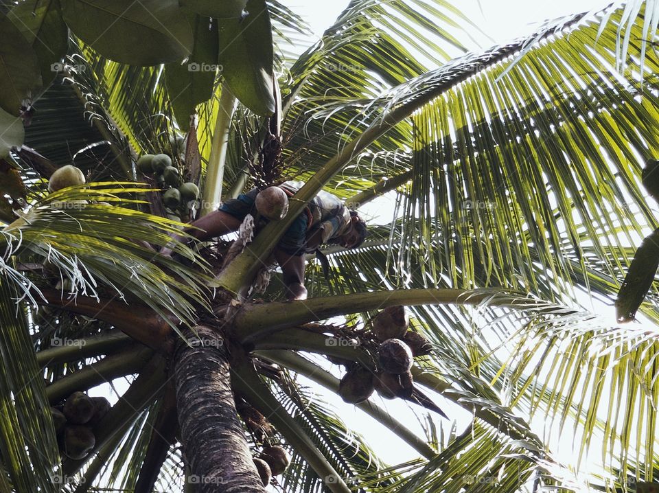 Coconut harvest 