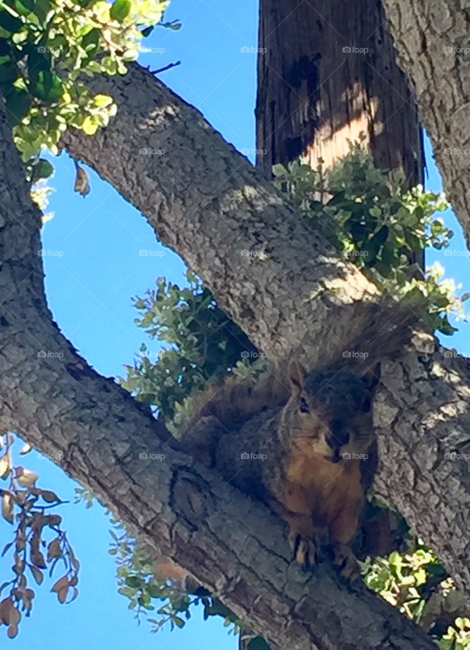 Redondo Squirrel