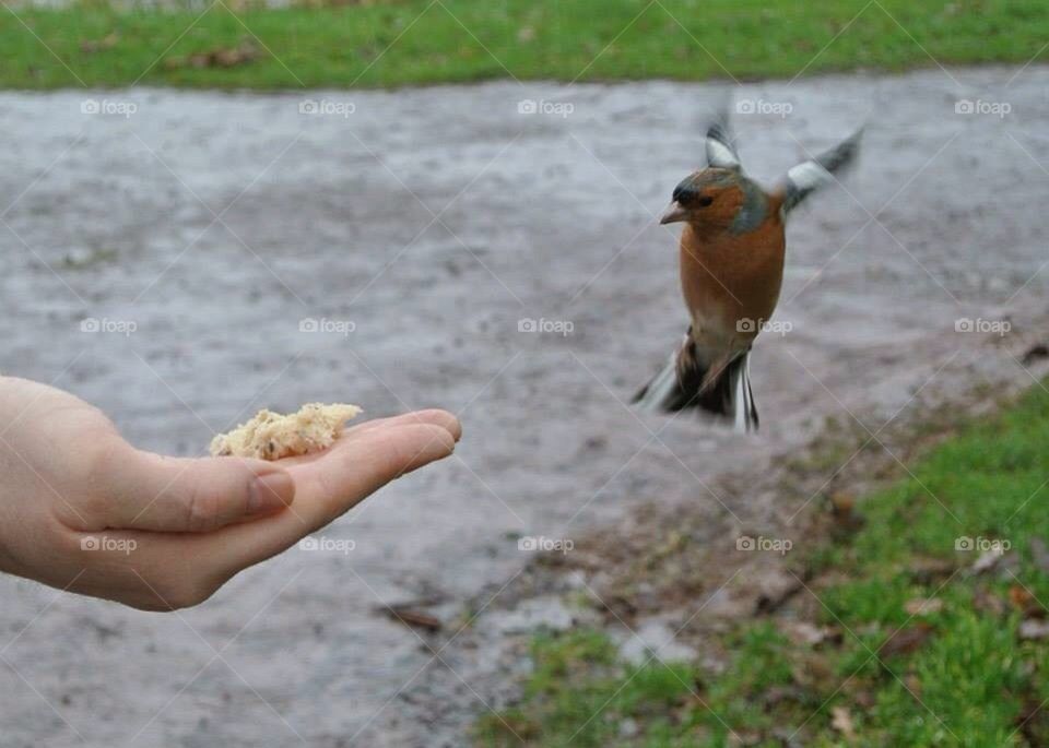 Bird in flight