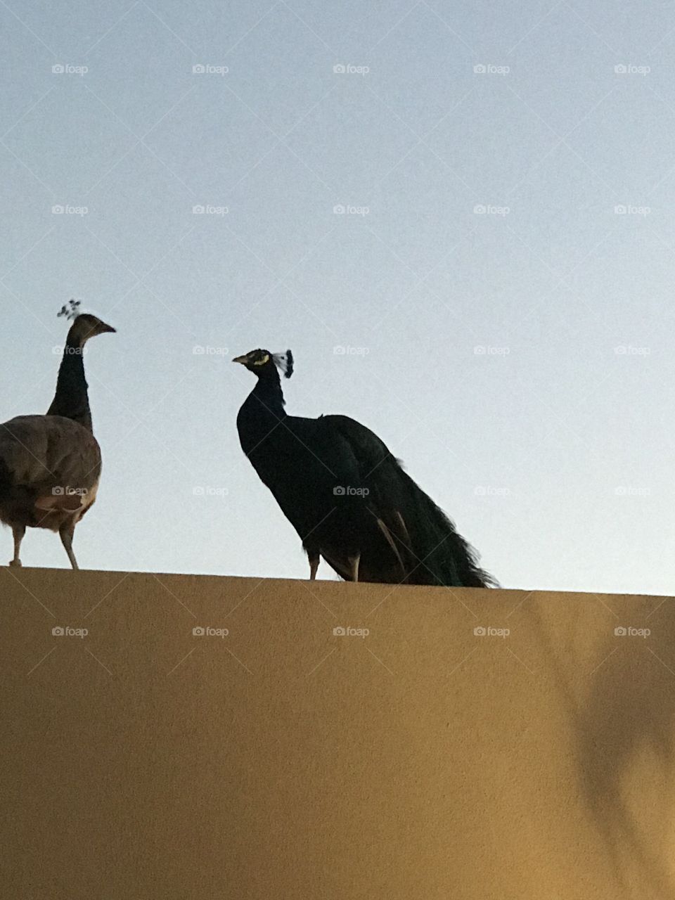 Peafowl @ Manama, Bahrain 