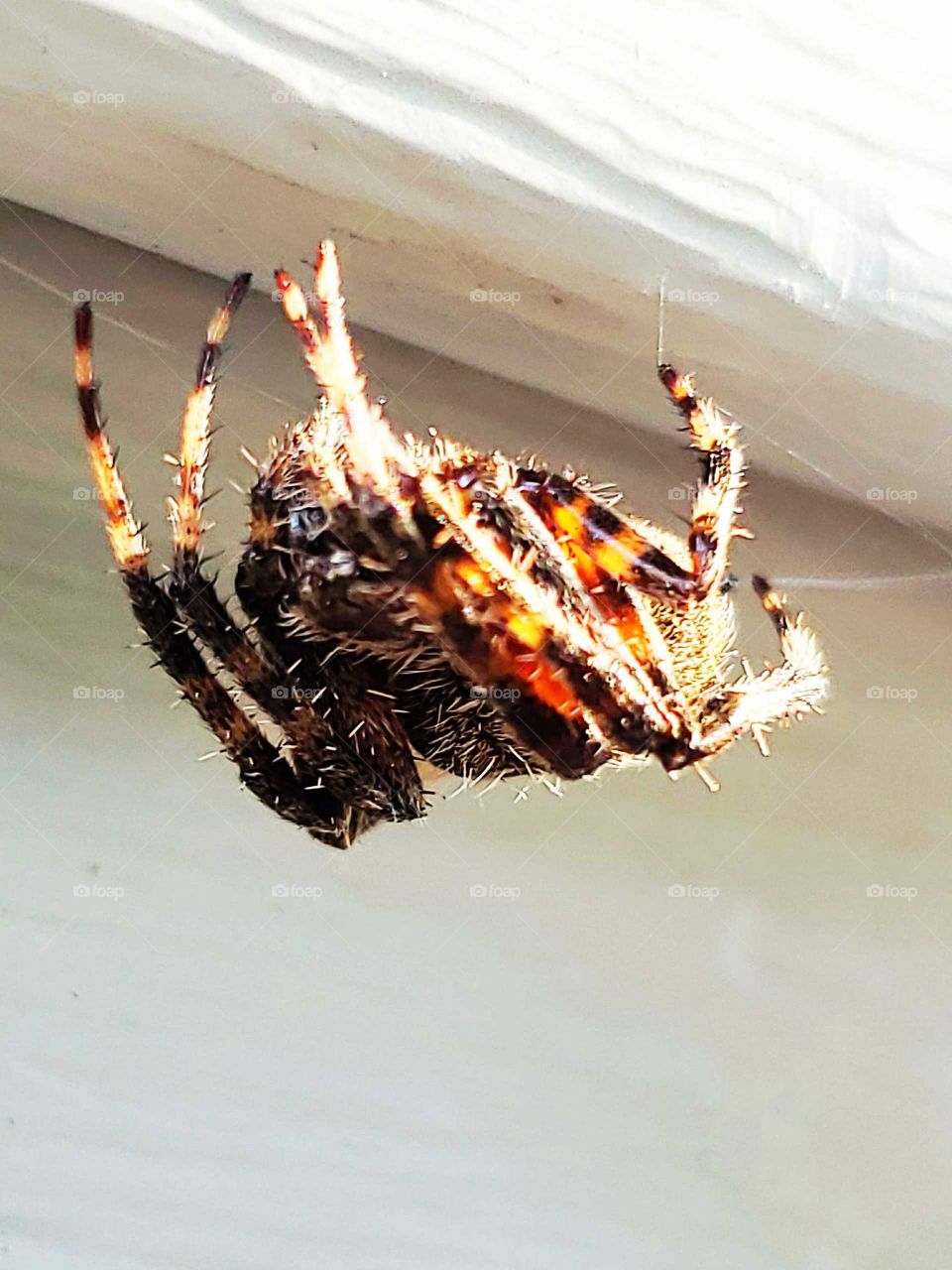 close up of a wolf spider