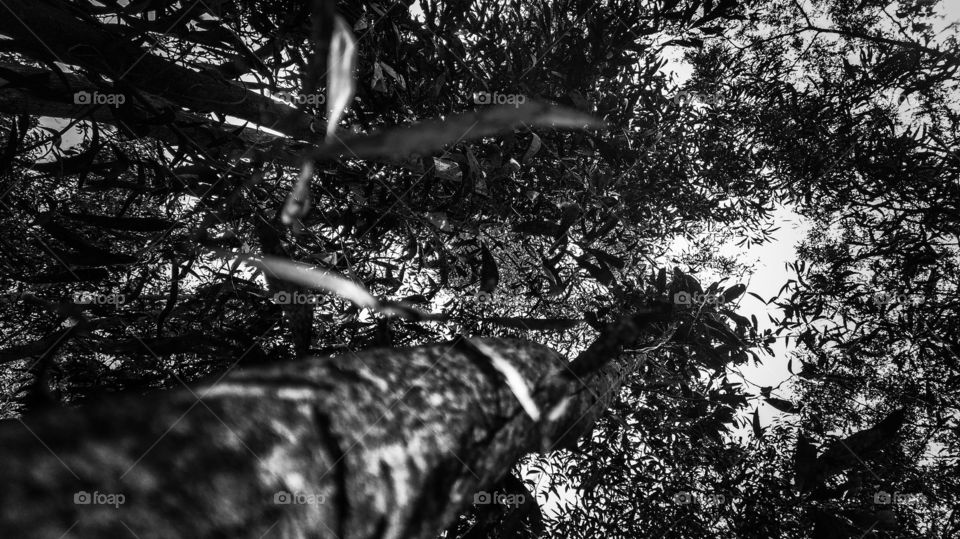 Bird's eye view from forest bed