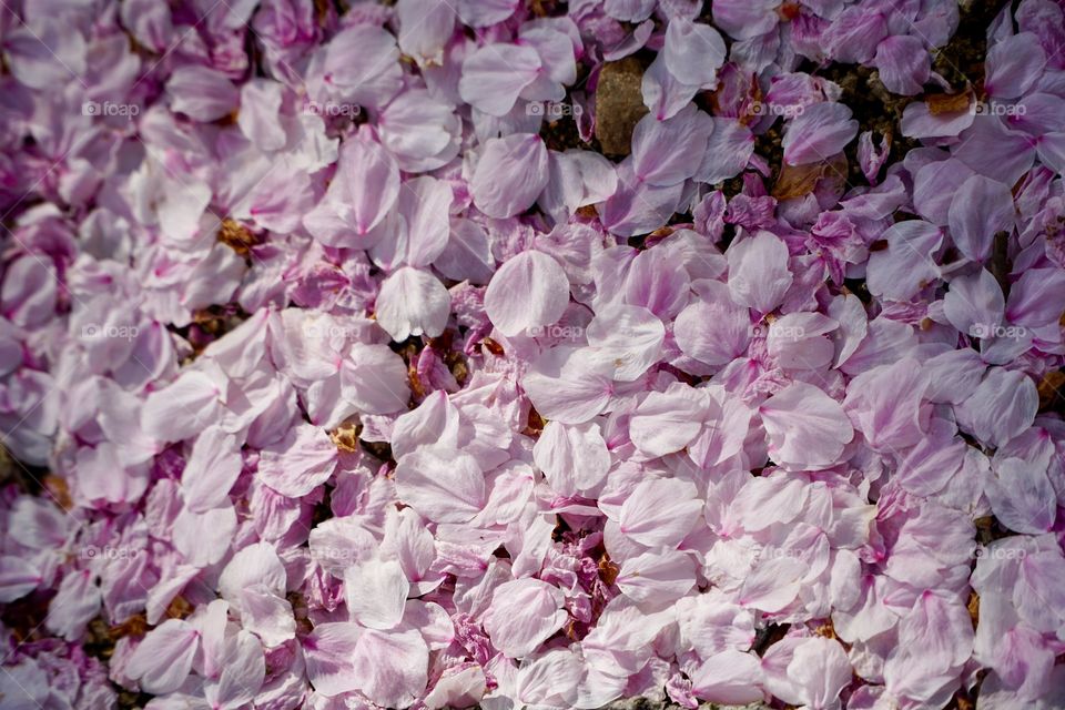 Cherry blossom petals