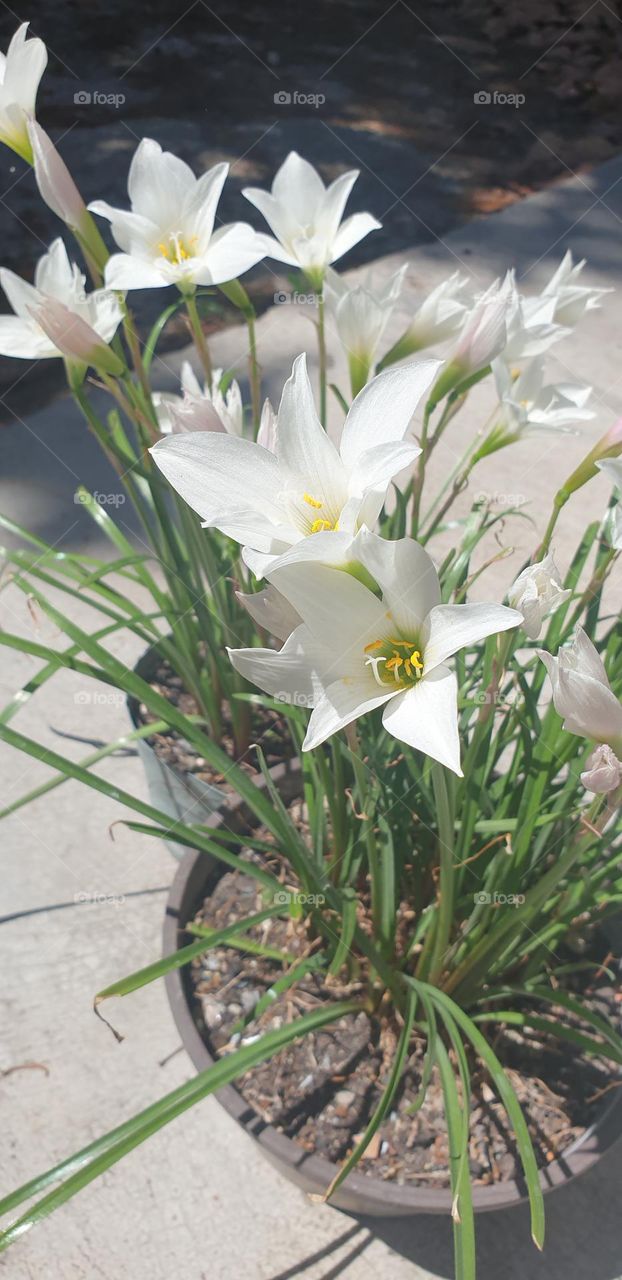 Beautiful white, soft and delicate lily plant, natural beauty