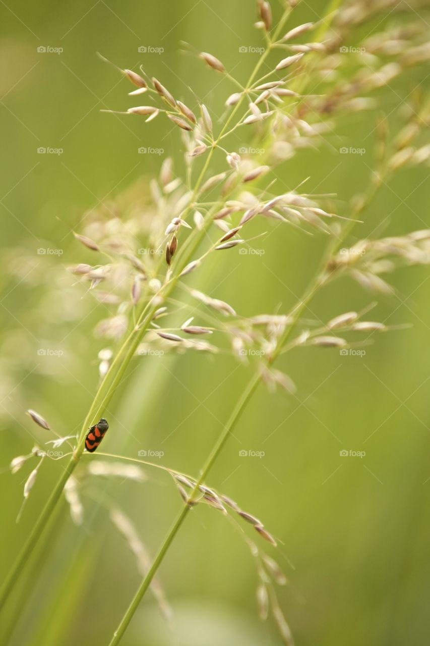 Nature, Grass, Leaf, Summer, No Person