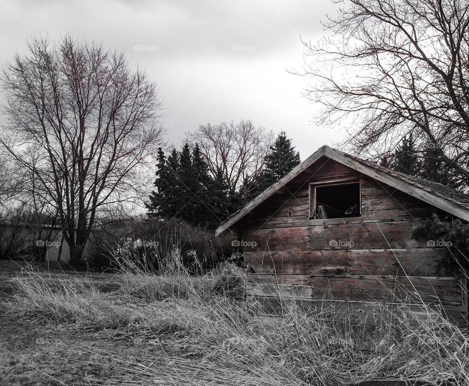 Old Shed