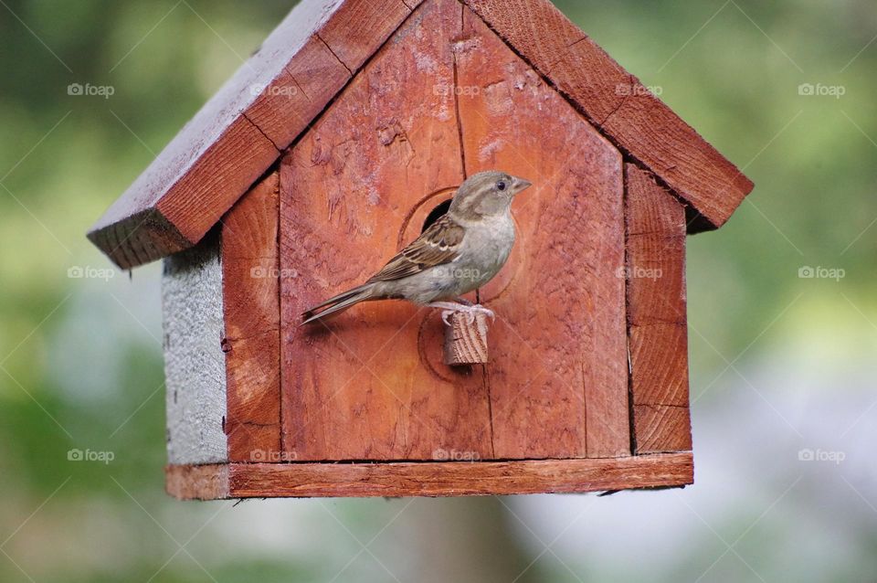 Birdhouse Bird Sparrow 