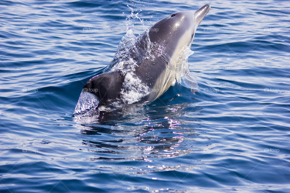 Australia - Mirimbula, dolphin breaching 