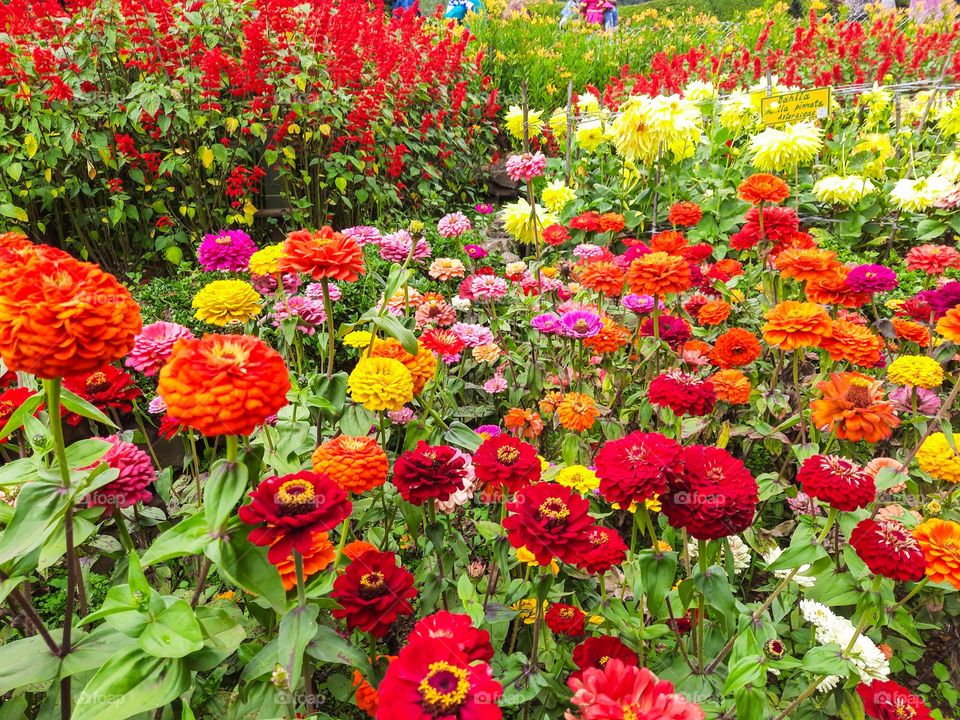 Autumn Colors in Flowers