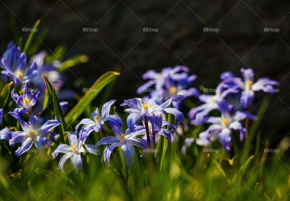 Spring flowers